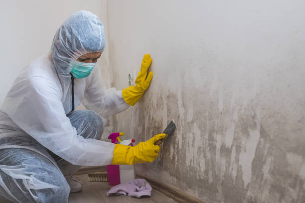 Best Black Mold Removal  in Oroville, CA