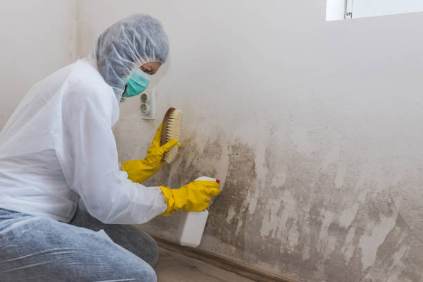 Best Black Mold Removal  in Oroville, CA