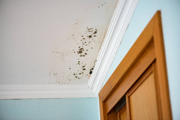Best Local Mold Removal Service  in Oroville, CA