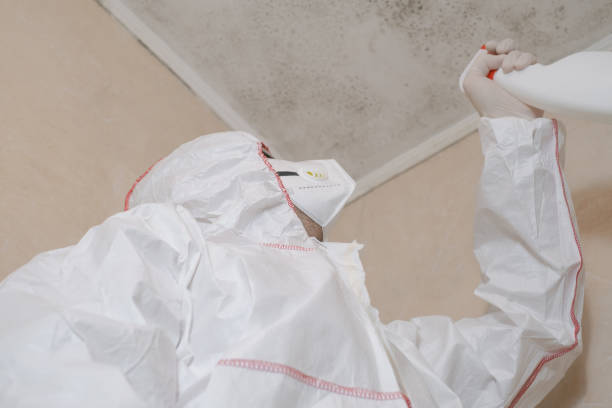 Mold Removal Process in Oroville, CA