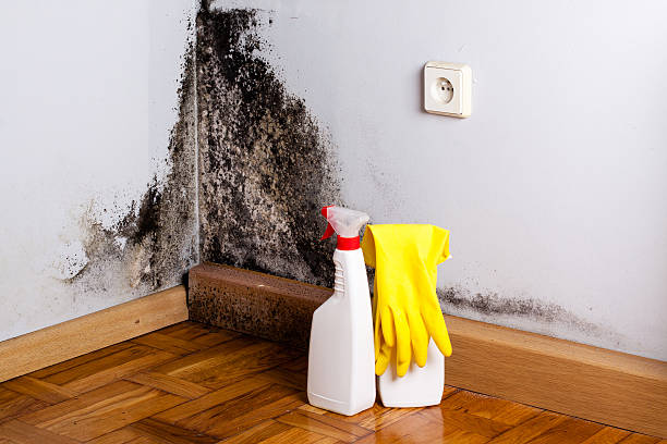 Best Mold Remediation  in Oroville, CA