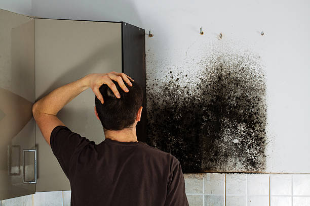 Best Professional Mold Removal  in Oroville, CA