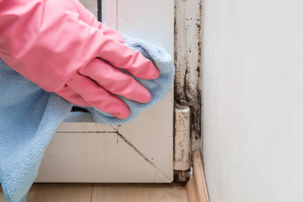 Attic Mold Removal in Oroville, CA